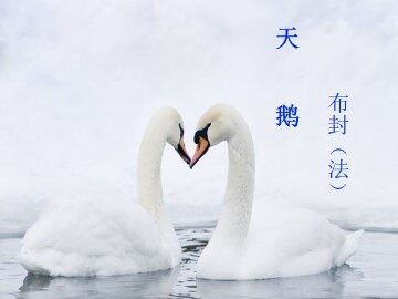 天鹅_课件3