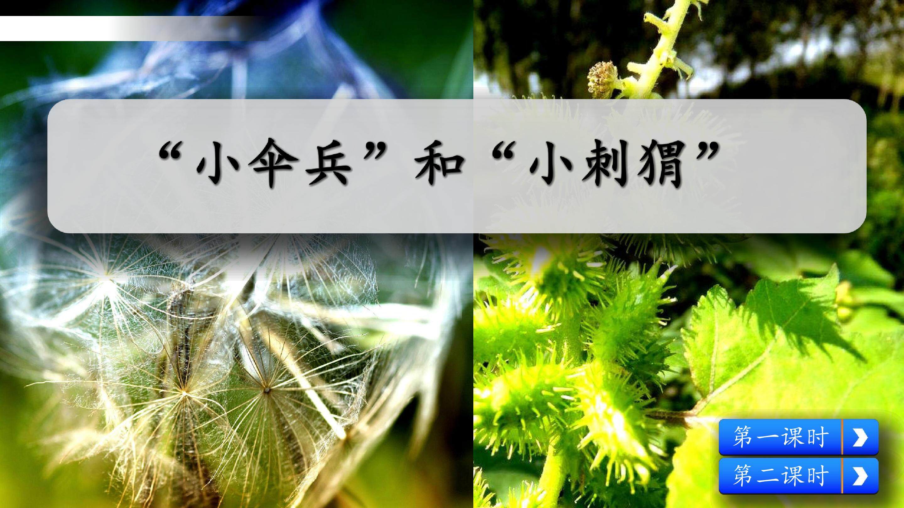 “小伞兵”和“小刺猬”