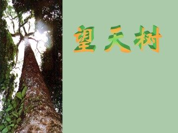 望天树_课件1