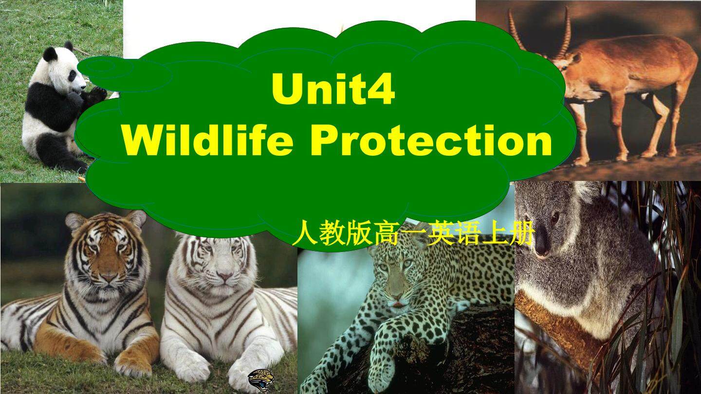 高一上册 Unit4 Wildlife protection 阅读课