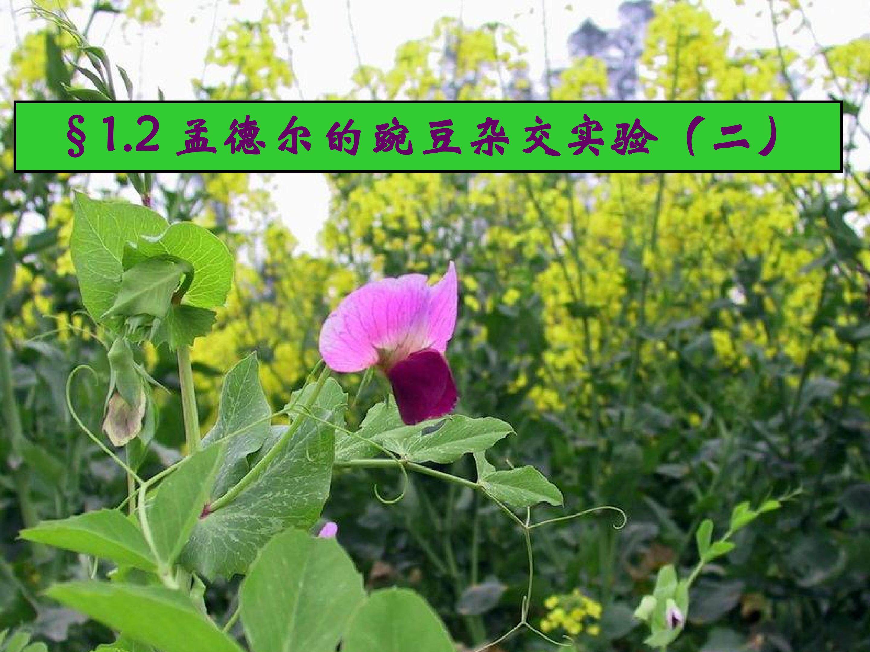 孟德尔的豌豆杂交实验二复习课件