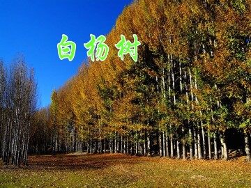 白杨_课件4
