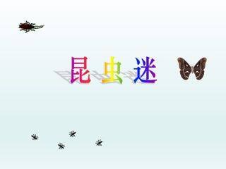 昆虫谜_课件1