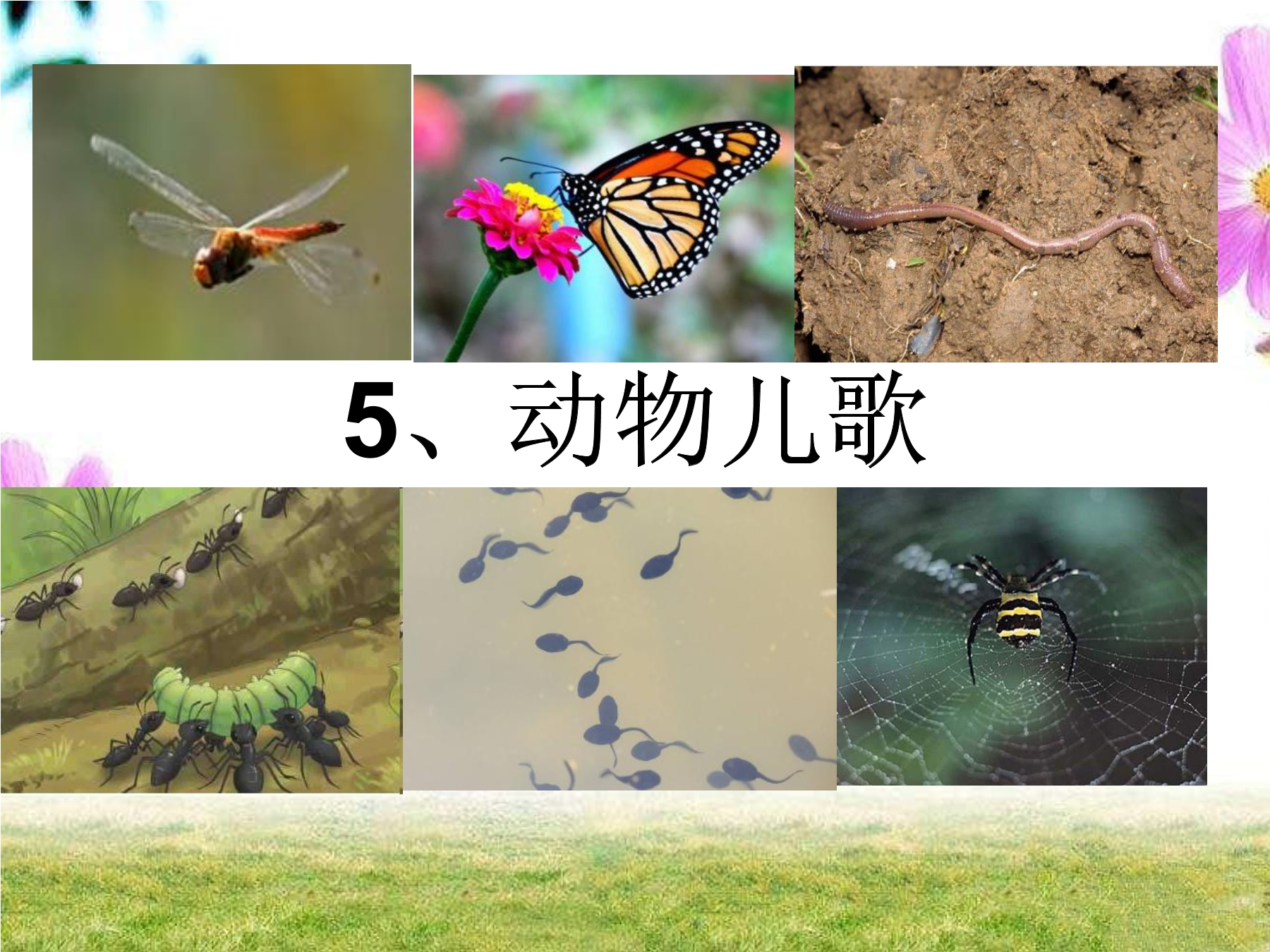 动物儿歌