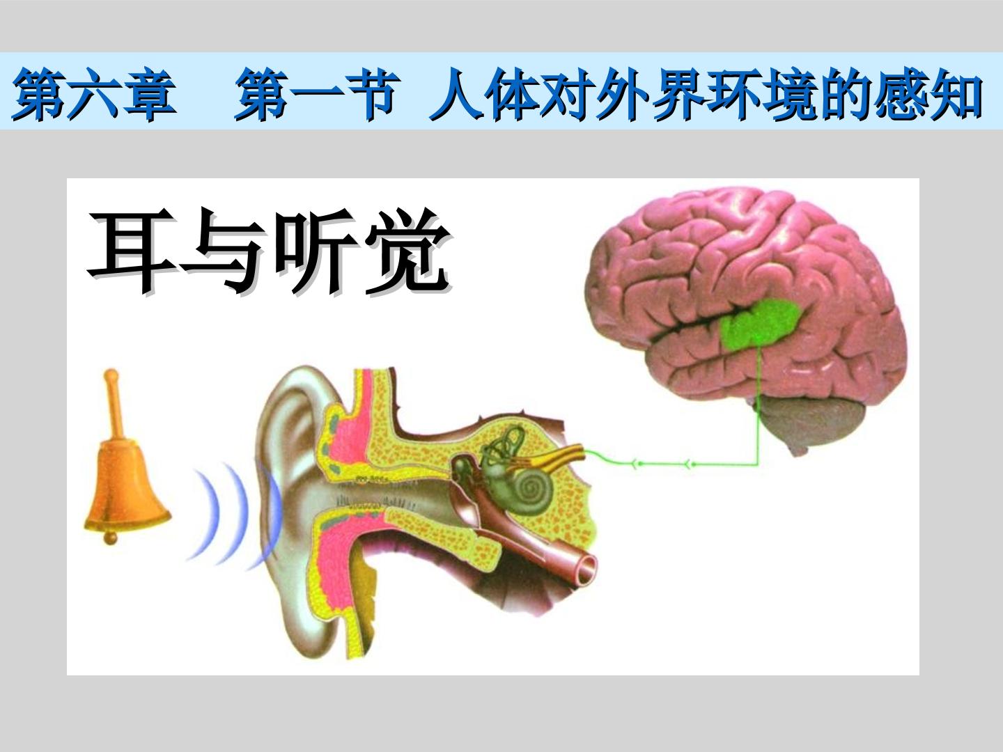 人体对外界环境的感知--耳和听觉