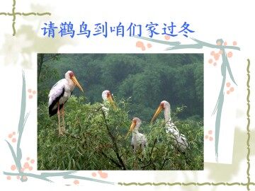 请鹳鸟到咱们家过冬_课件1