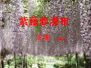 紫藤萝瀑布_课件2