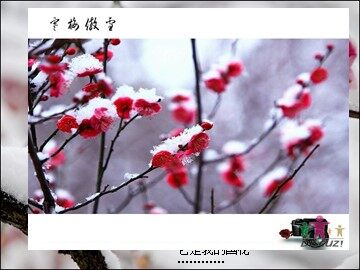 6 梅花魂