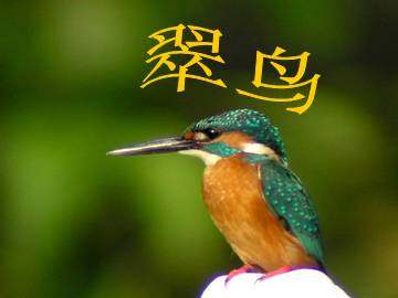 翠鸟_课件3