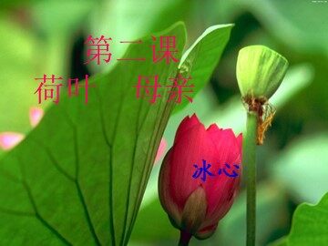 2  荷叶‧母亲