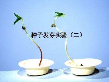 种子发芽实验（二）_课件1