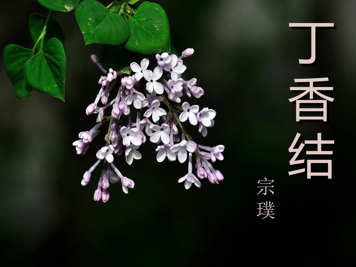 《丁香结》