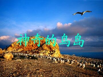 神奇的鸟岛_课件1