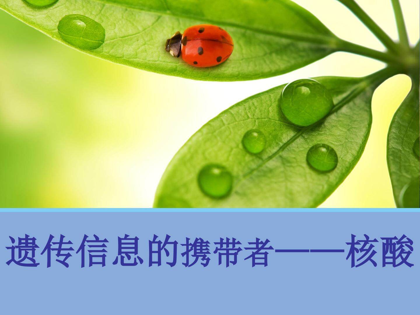 遗传信息的携带者——核酸_课件1
