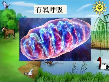 第3节  ATP的主要来源——细胞呼吸