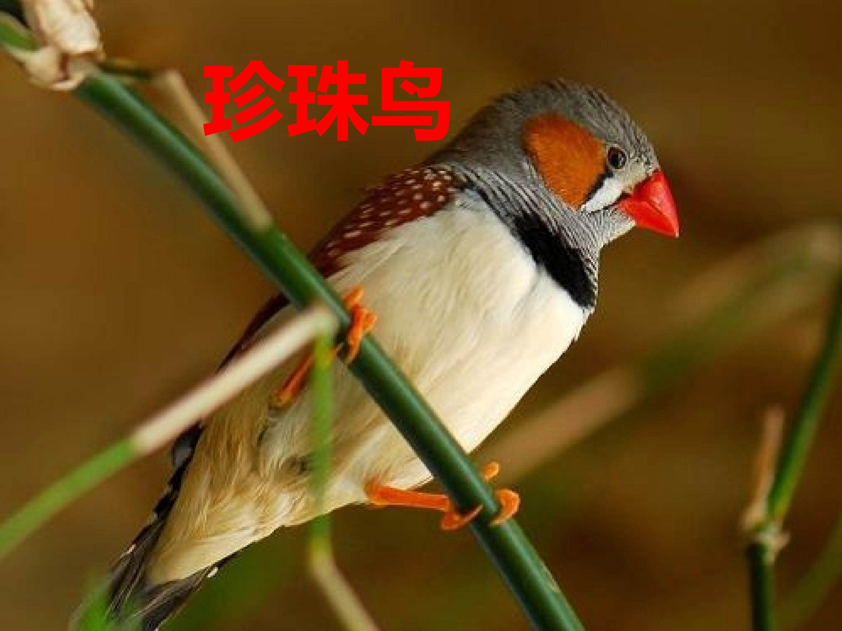 珍珠鸟