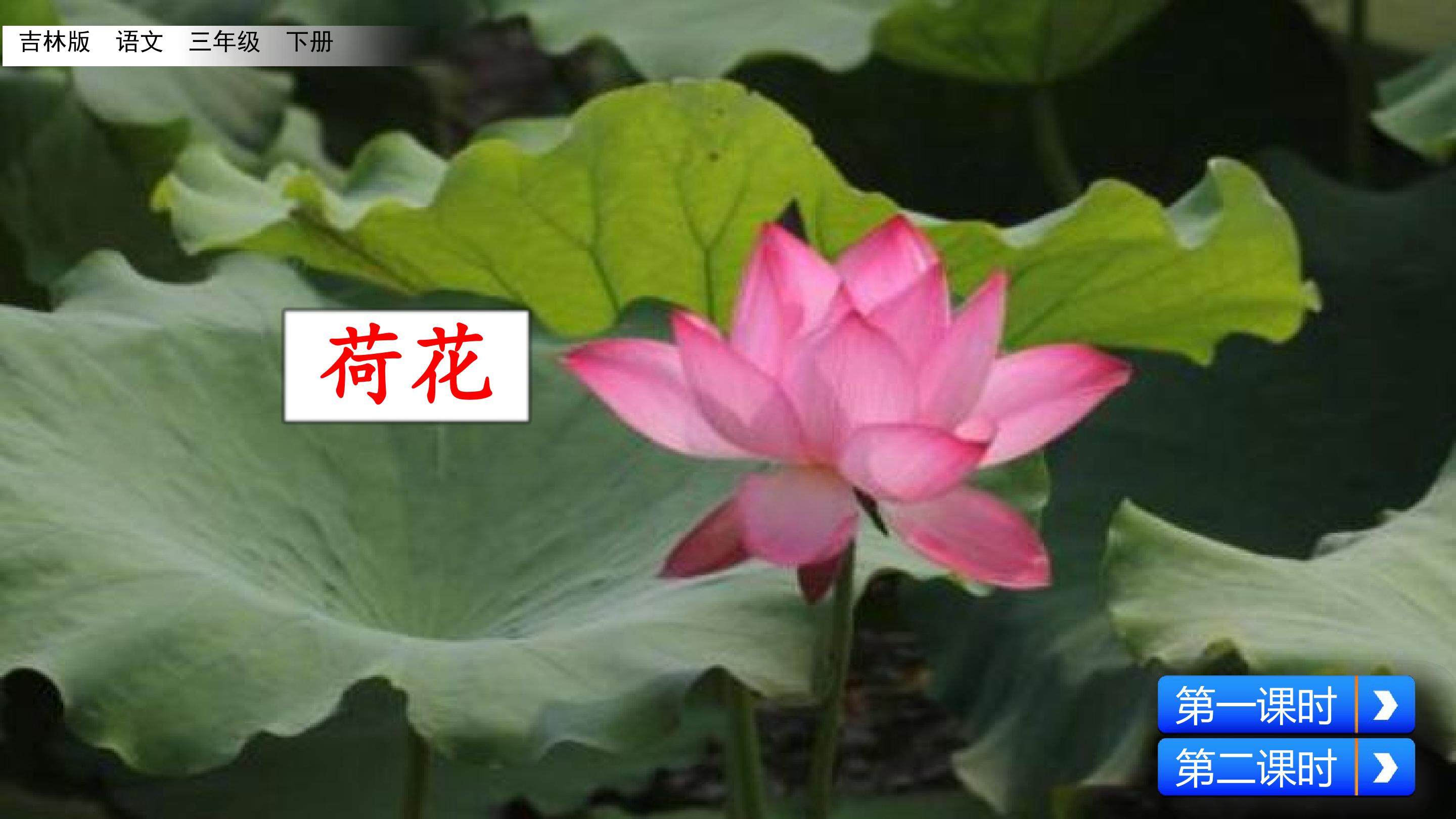 荷花
