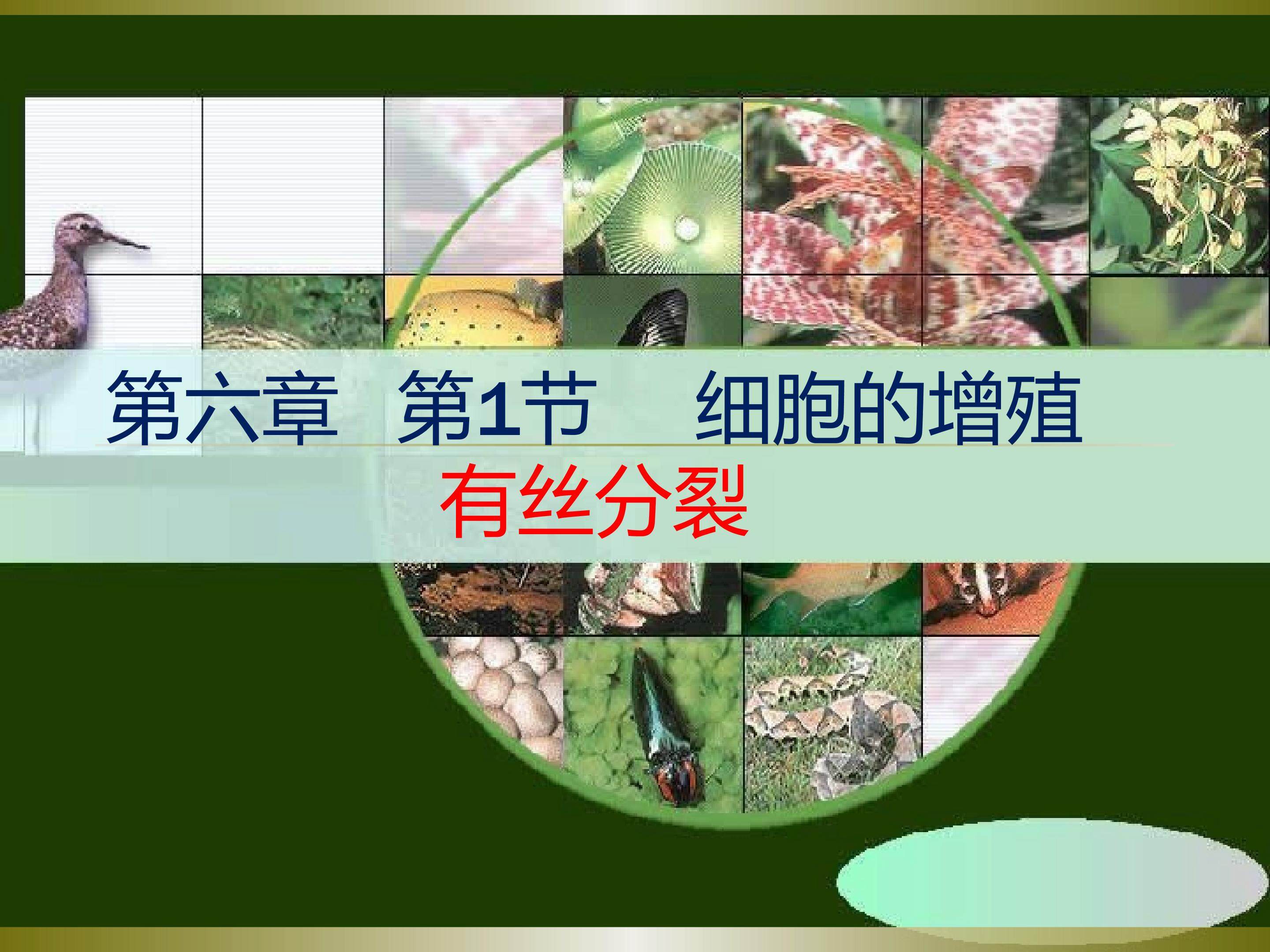 有丝分裂