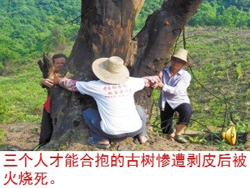 10 那树 