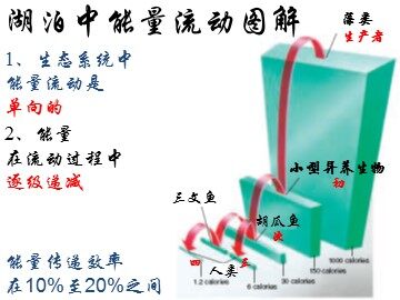 生物高中必修3第五章第二节第二课时课件