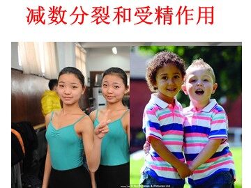 人教版高中生物必修二课件2.1减数分裂与受精作用（共44张PPT）