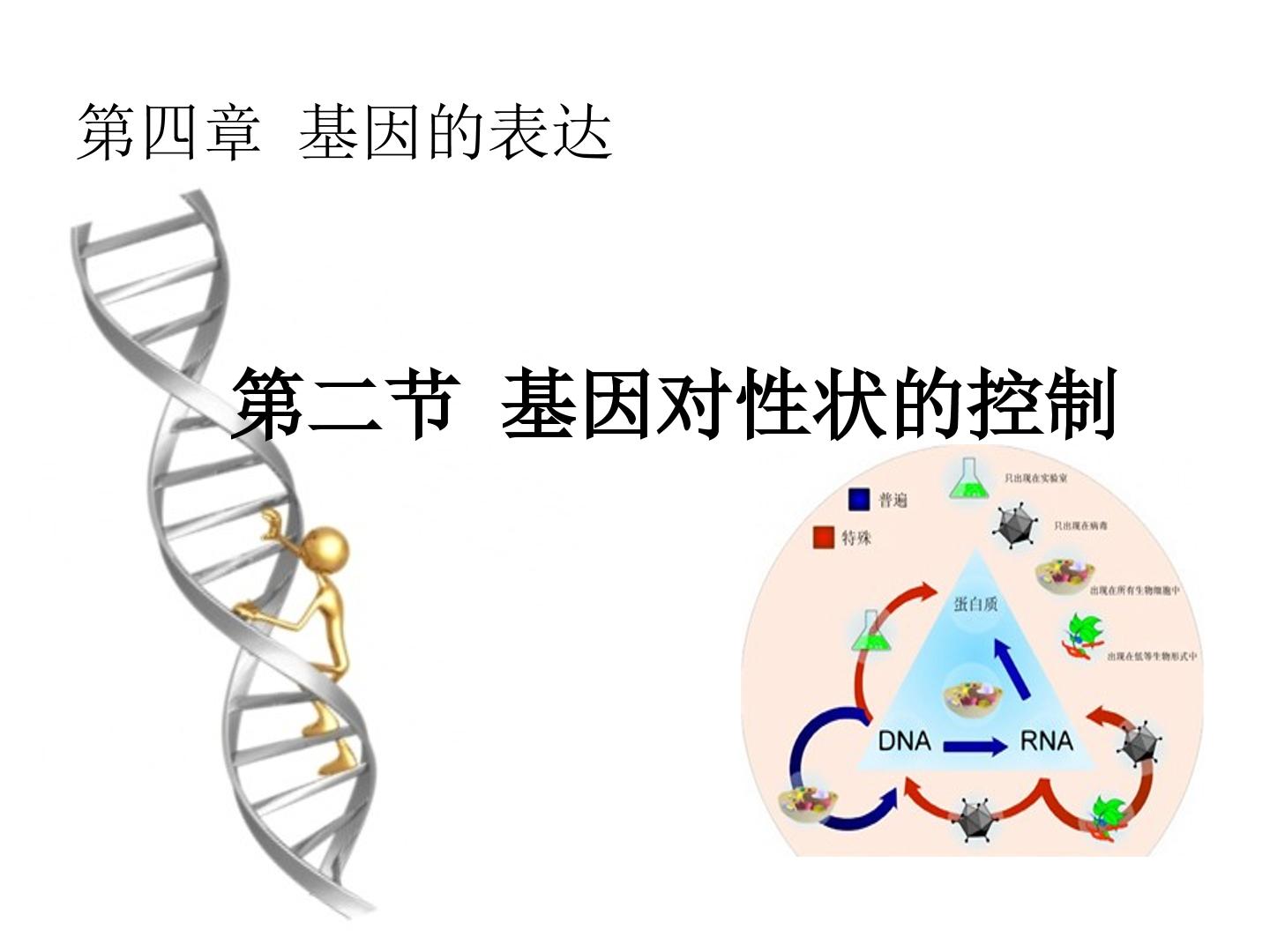 基因对性状的控制