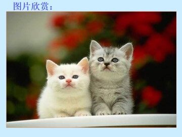 猫_课件3