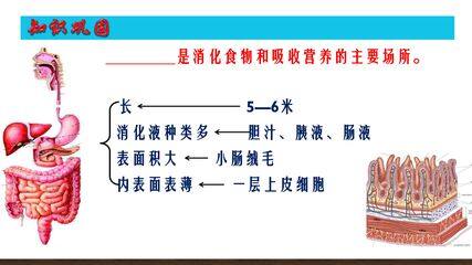 第三章第一节呼吸道对空气的处理