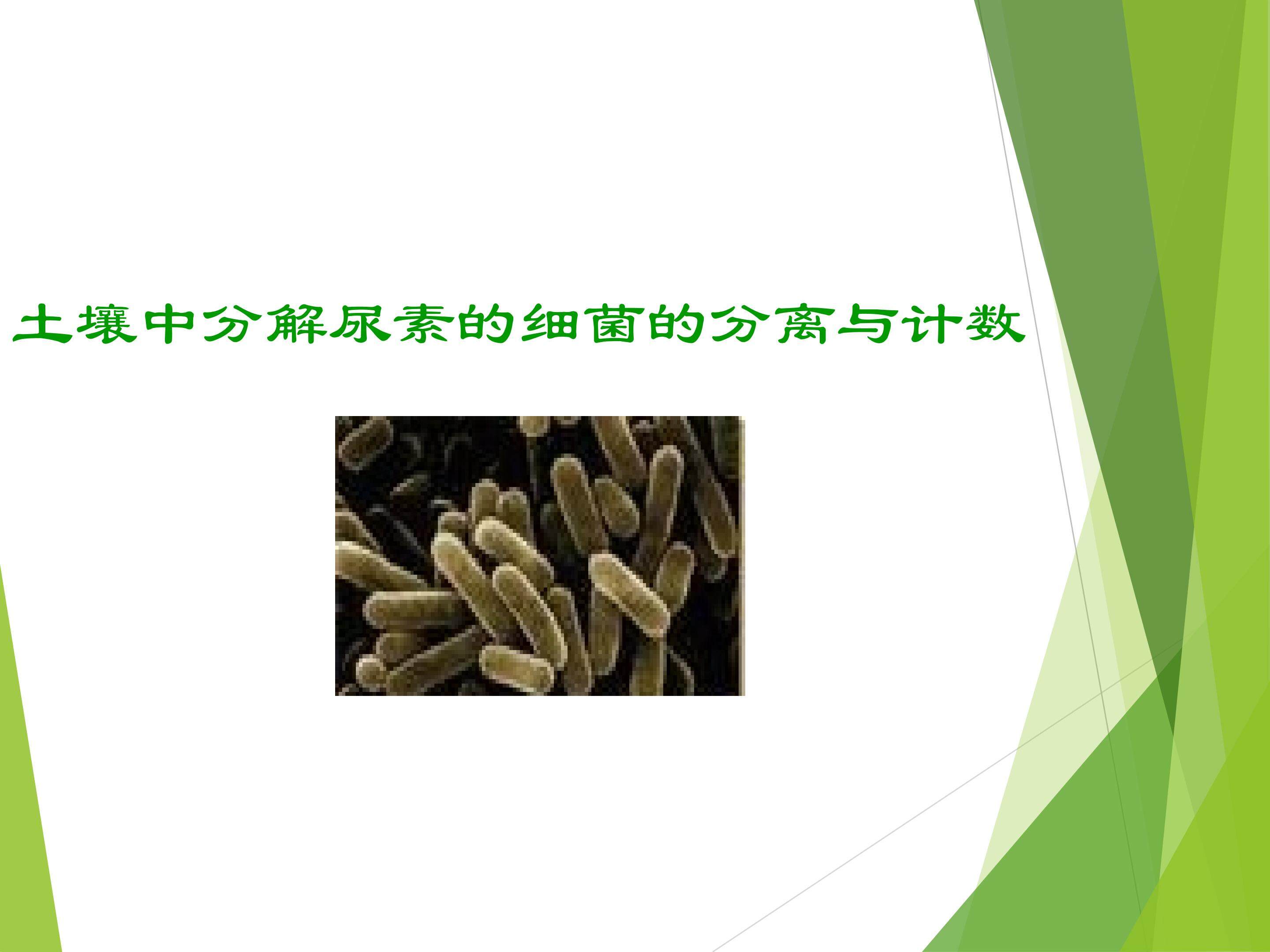 土壤中分解尿素的细菌的分离与计数_课件1