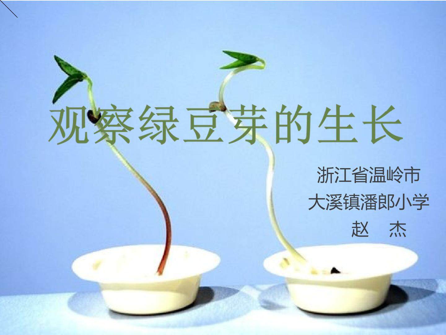 观察绿豆芽的生长