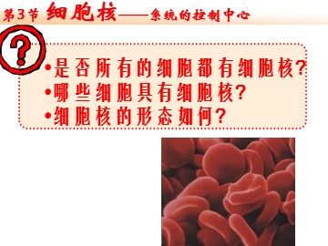 生物高中必修1第三章第三节课件5