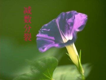 生物高中必修2第二章第一节课件3