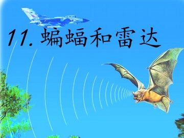 11 蝙蝠和雷达