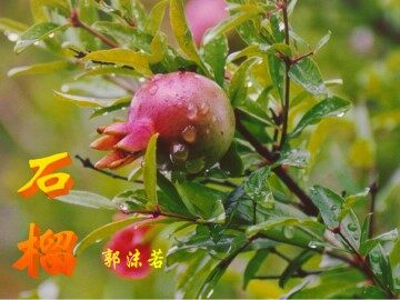 石   榴_课件3