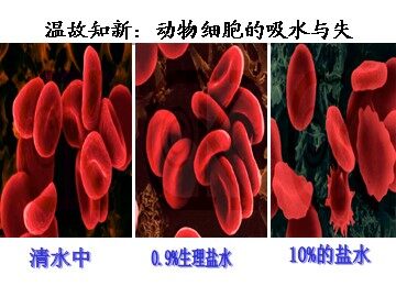 科学前沿  授予诺贝尔化学奖的通道蛋白研究