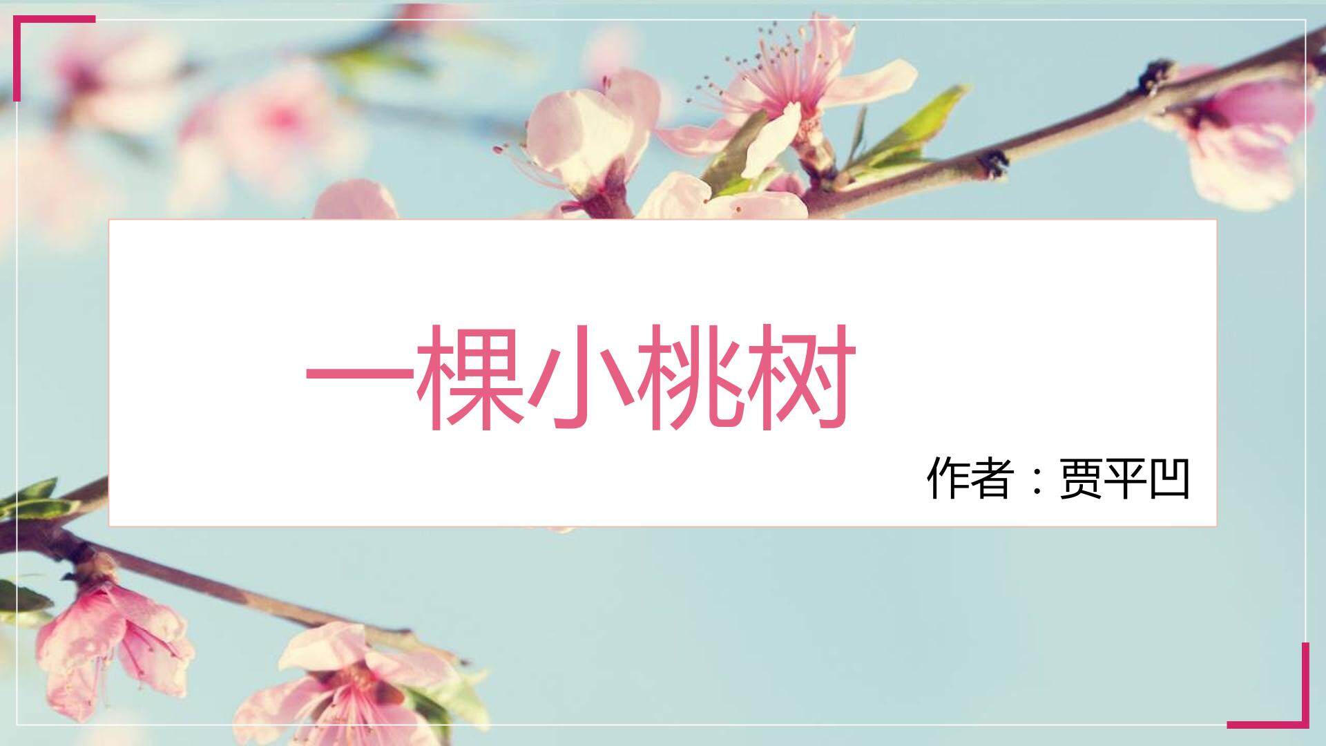 一颗小桃树