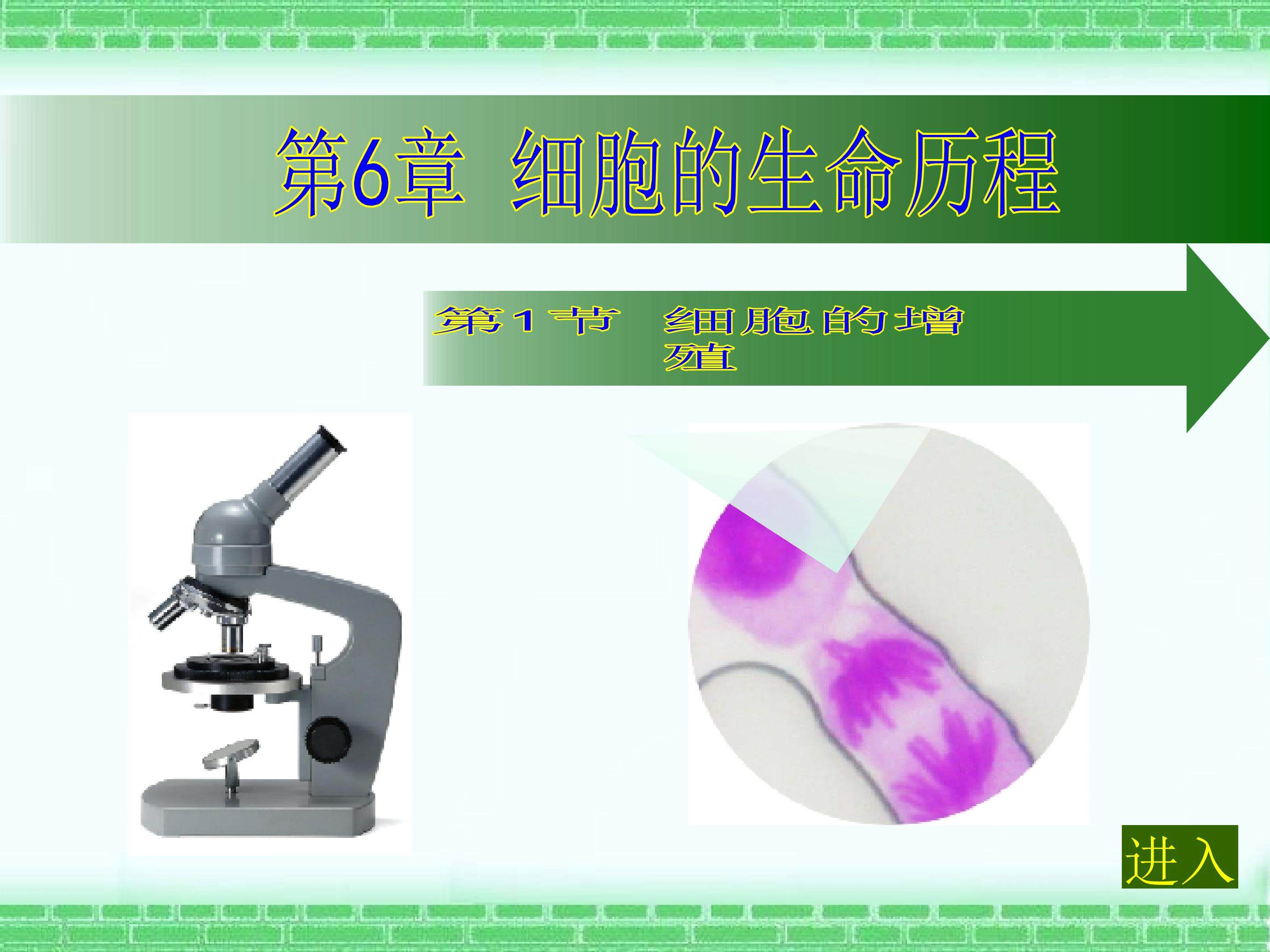 细胞的增殖
