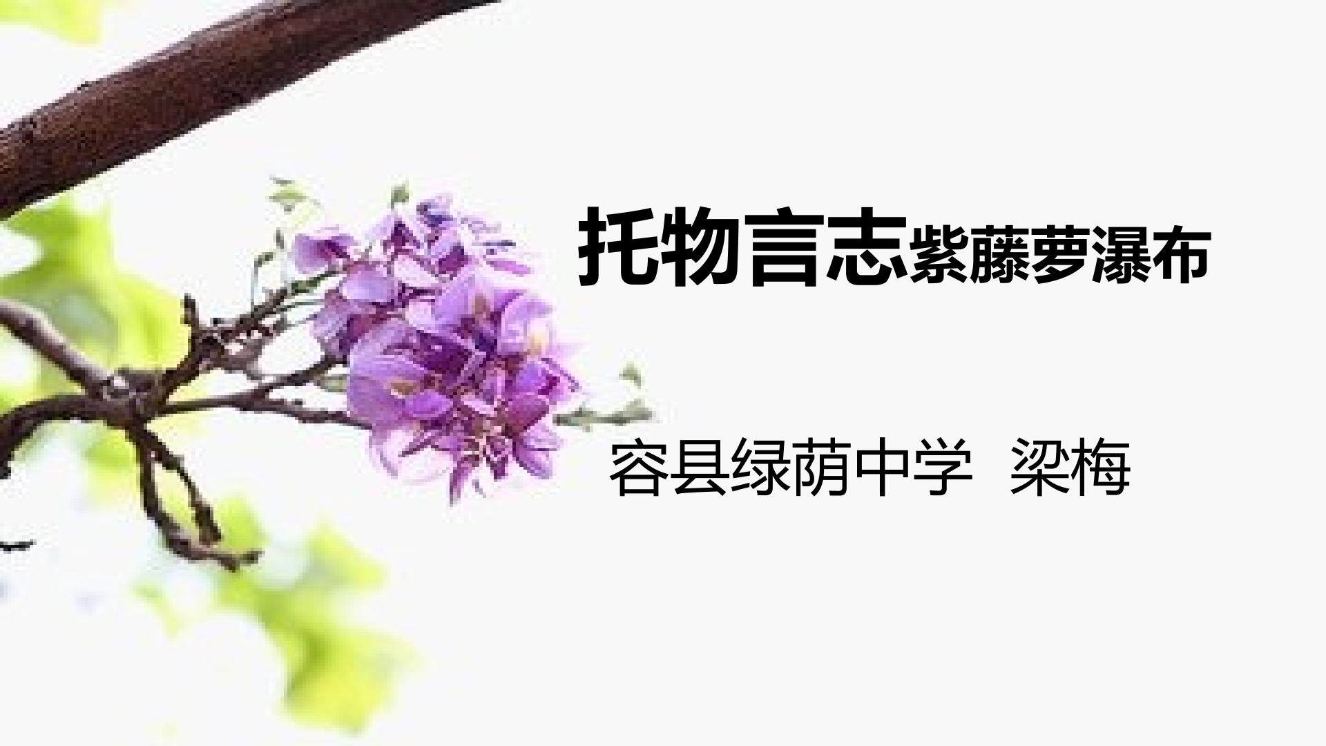 紫藤萝瀑布