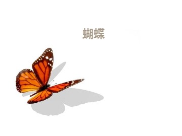 蝴蝶_课件1