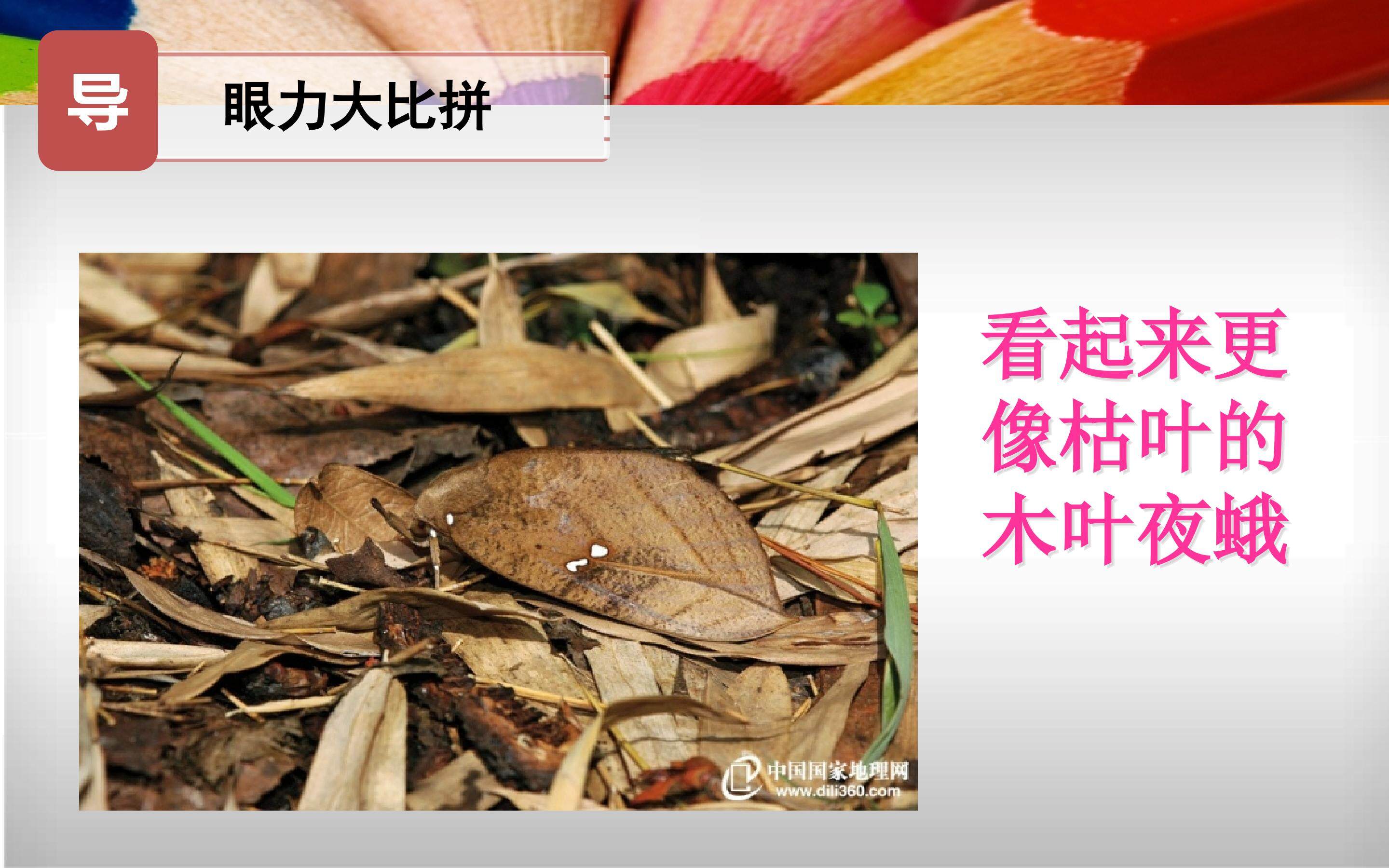同类色与邻近色