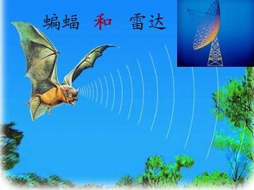 11 蝙蝠和雷达