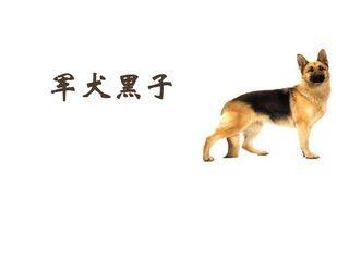 军犬黑子_课件1