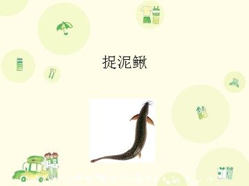 捉泥鳅_课件1