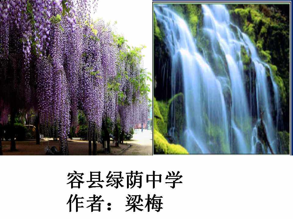 紫藤萝瀑布