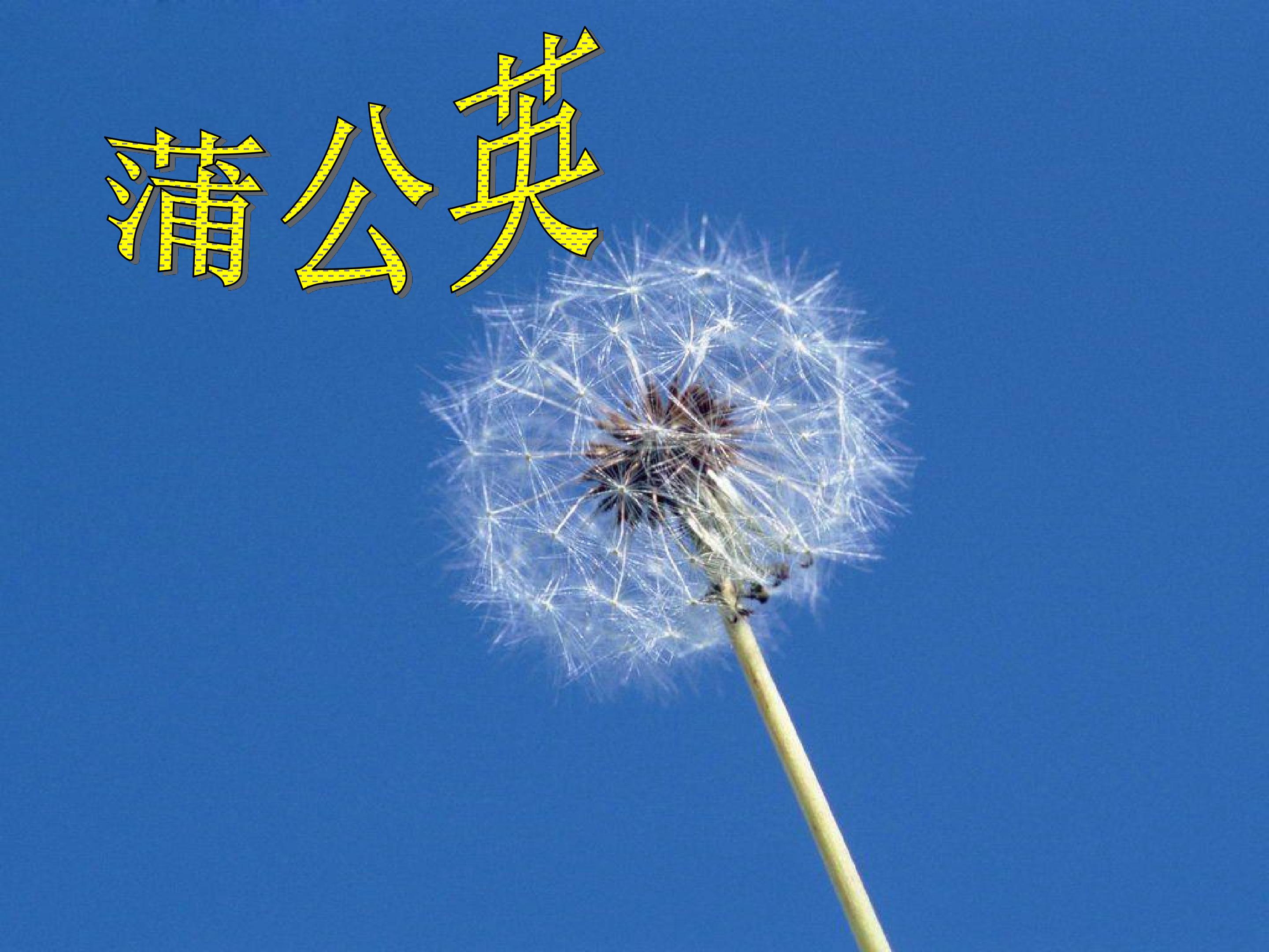 蒲公英