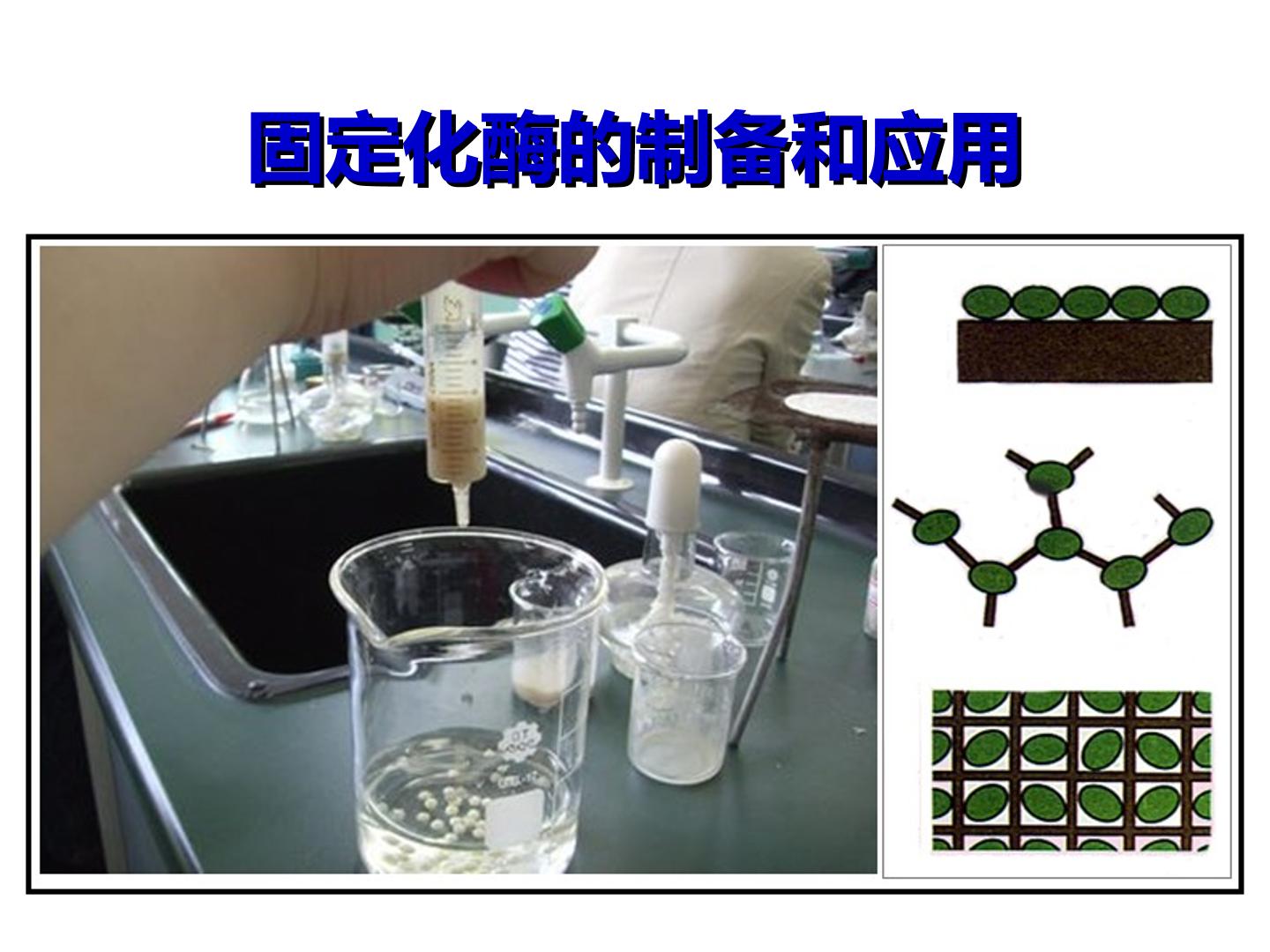 固定化酶的制备和应用_课件1