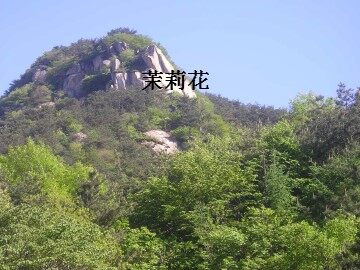 茉莉花_课件1