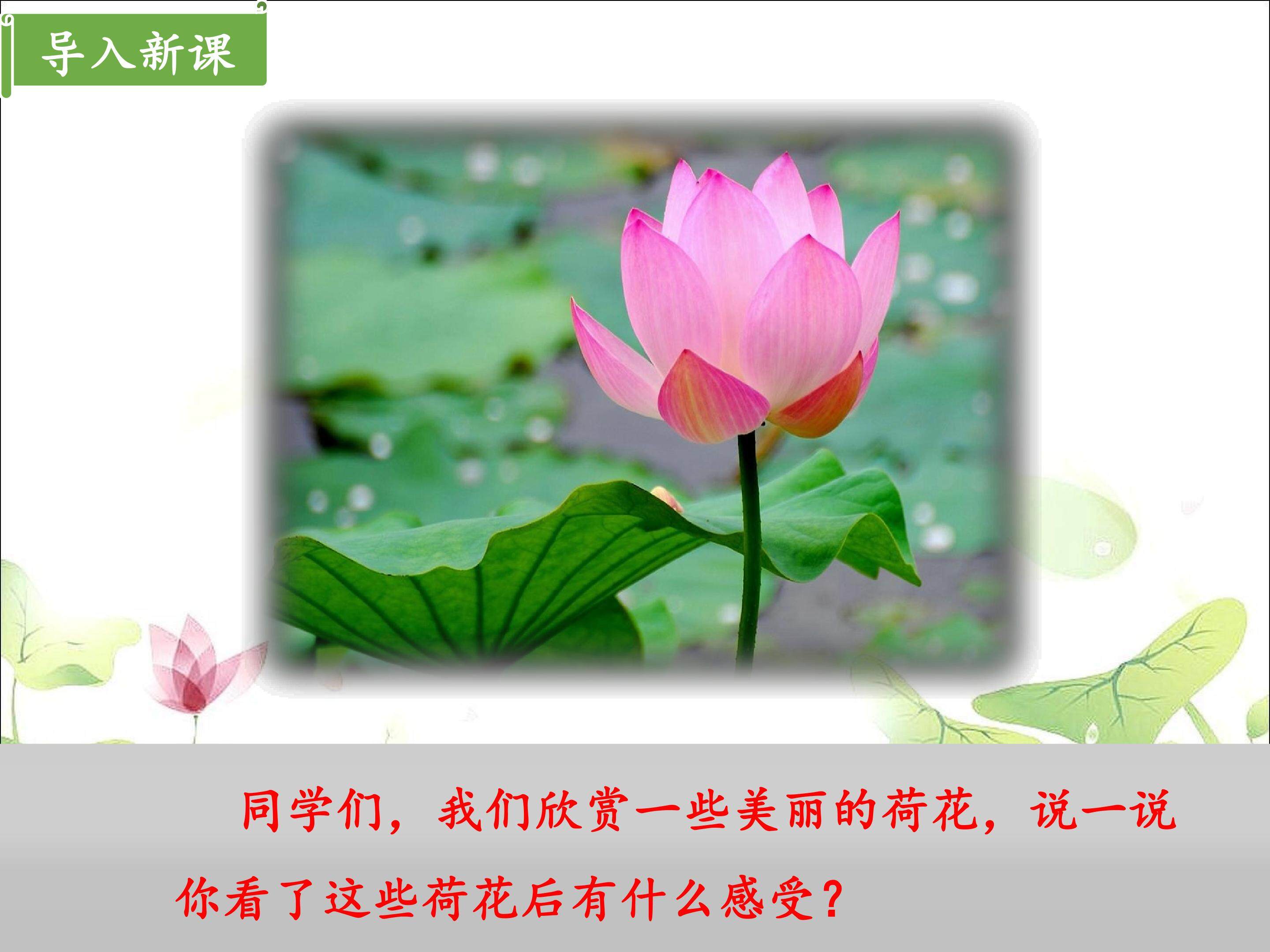 荷花