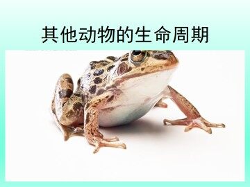 其他动物的生命周期_课件1