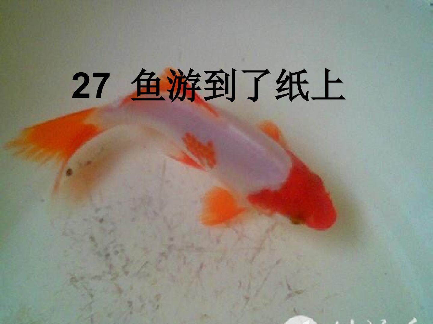 鱼游到了纸上